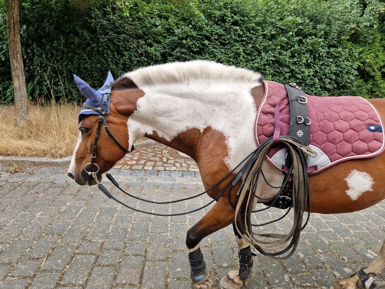 Lewitzer Stute 14 Jahre 140 cm Schecke in Harbke