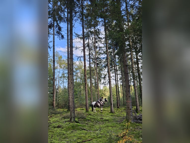Lewitzer Stute 14 Jahre 140 cm Schecke in Seibersbach
