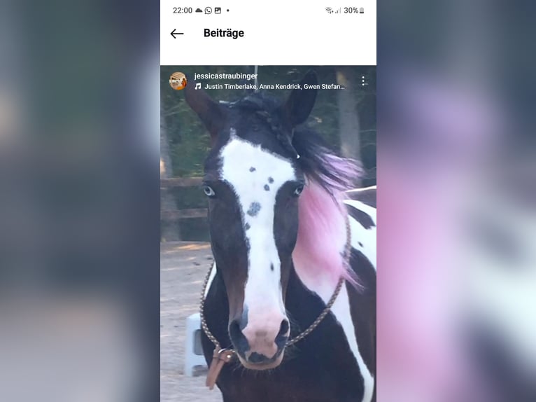 Lewitzer Stute 14 Jahre 140 cm Schecke in Seibersbach