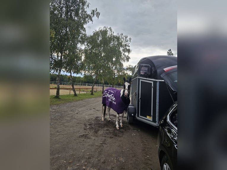 Lewitzer Stute 14 Jahre 140 cm Schecke in Seibersbach