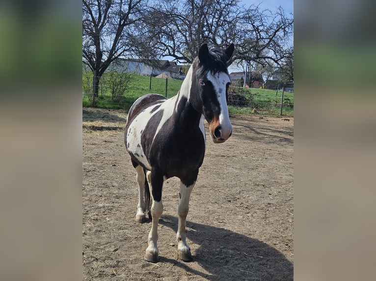 Lewitzer Stute 14 Jahre 140 cm Schecke in Seibersbach