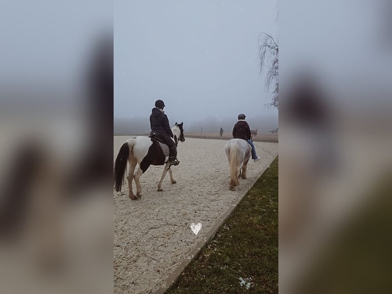 Lewitzer Stute 14 Jahre 140 cm Schecke in Seibersbach