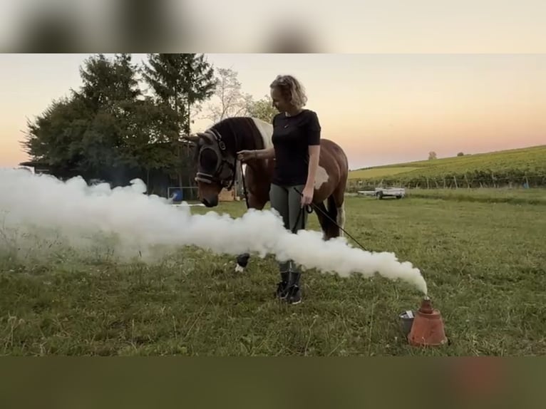 Lewitzer Mix Stute 14 Jahre 142 cm Schecke in Lettweiler (Neudorferhof)