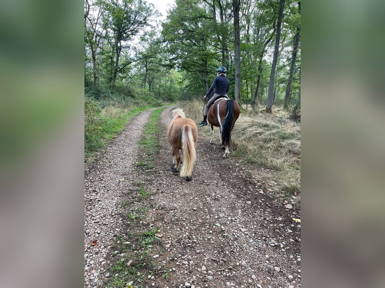 Lewitzer Mix Stute 14 Jahre 142 cm Schecke in Lettweiler (Neudorferhof)