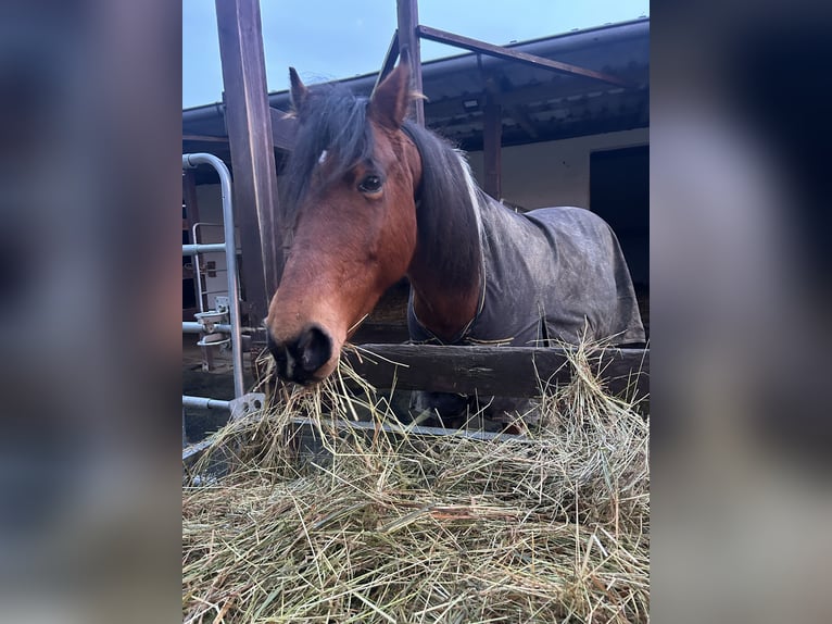 Lewitzer Mix Stute 14 Jahre 142 cm Schecke in Lettweiler (Neudorferhof)
