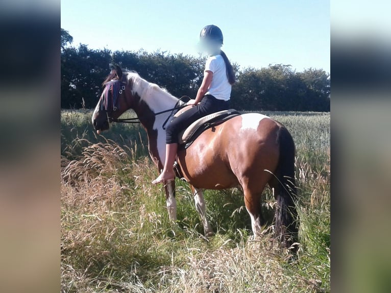 Lewitzer Stute 14 Jahre 145 cm Tobiano-alle-Farben in Stakendorf