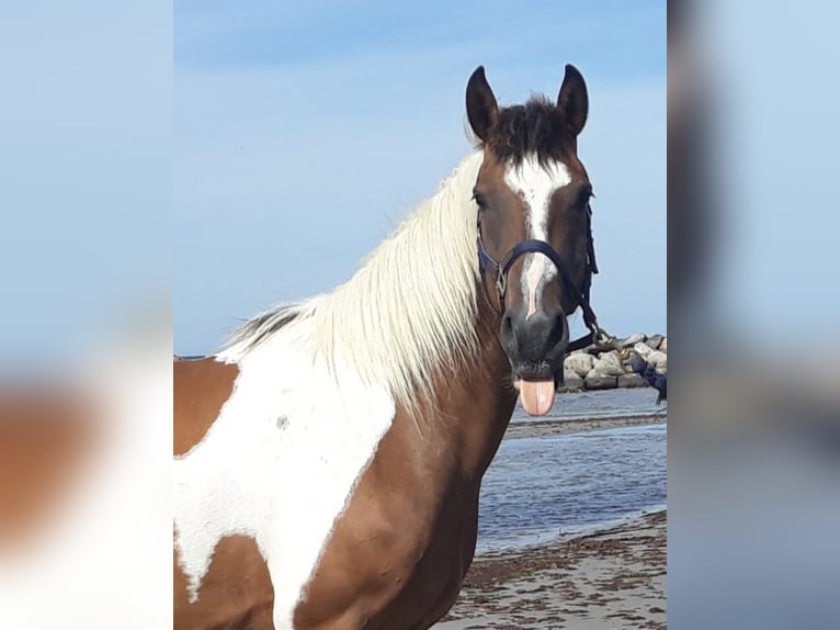 Lewitzer Stute 14 Jahre 145 cm Tobiano-alle-Farben in Stakendorf