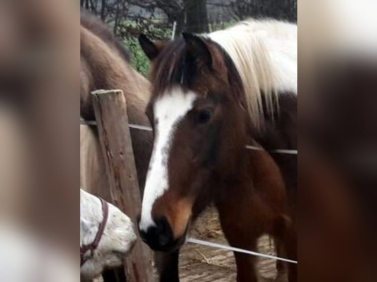 Lewitzer Stute 14 Jahre 145 cm Tobiano-alle-Farben in Stakendorf