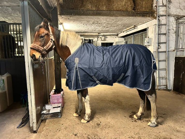 Lewitzer Mix Stute 14 Jahre 147 cm Schecke in Marl