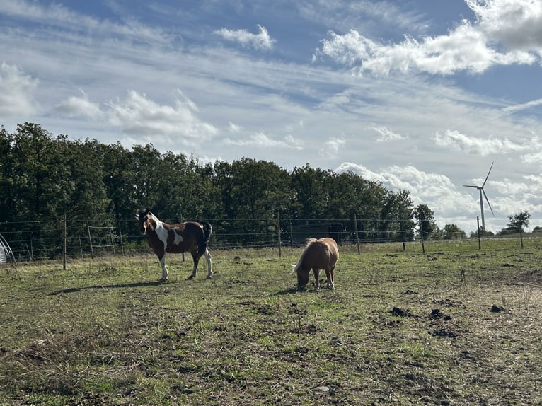 Lewitzer Mix Stute 15 Jahre 142 cm Schecke in Lettweiler (Neudorferhof)