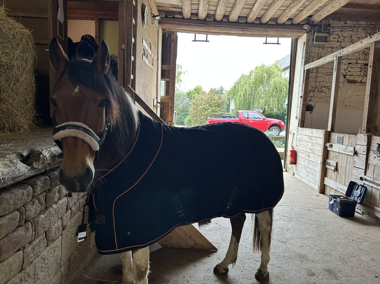 Lewitzer Mix Stute 15 Jahre 142 cm Schecke in Lettweiler (Neudorferhof)