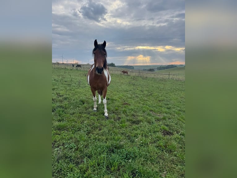 Lewitzer Mix Stute 15 Jahre 142 cm Schecke in Lettweiler (Neudorferhof)