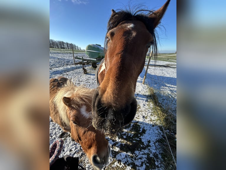 Lewitzer Mix Stute 15 Jahre 142 cm Schecke in Lettweiler (Neudorferhof)