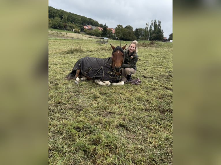 Lewitzer Mix Stute 15 Jahre 142 cm Schecke in Lettweiler (Neudorferhof)