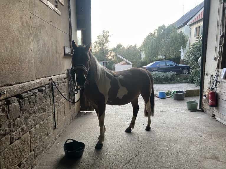 Lewitzer Mix Stute 15 Jahre 142 cm Schecke in Lettweiler (Neudorferhof)