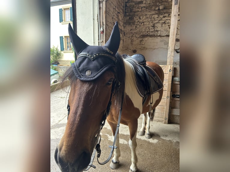 Lewitzer Mix Stute 15 Jahre 142 cm Schecke in Lettweiler (Neudorferhof)