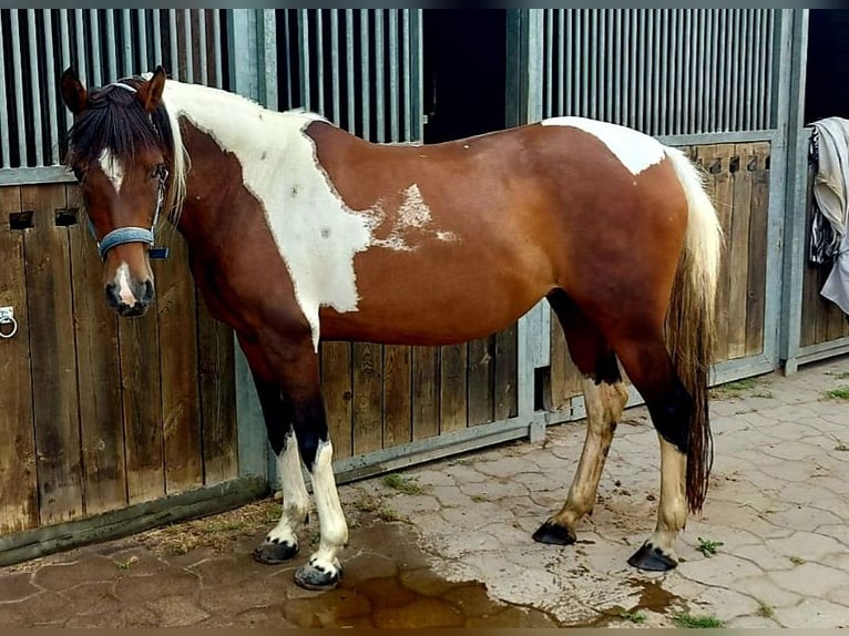 Lewitzer Mix Stute 15 Jahre 146 cm Schecke in Peine