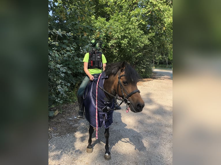 Lewitzer Stute 16 Jahre 130 cm Brauner in Struckum