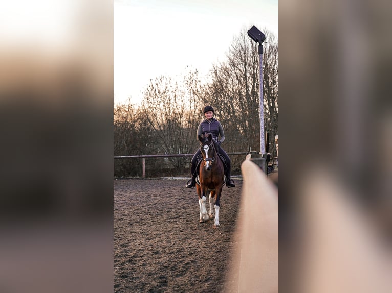 Lewitzer Stute 17 Jahre 148 cm Tobiano-alle-Farben in Bochum