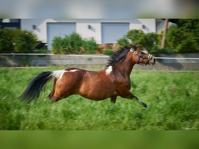 Lewitzer Stute 17 Jahre 148 cm Tobiano-alle-Farben in Bochum
