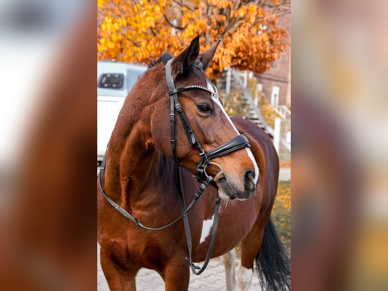 Lewitzer Stute 17 Jahre 148 cm Tobiano-alle-Farben in Bochum