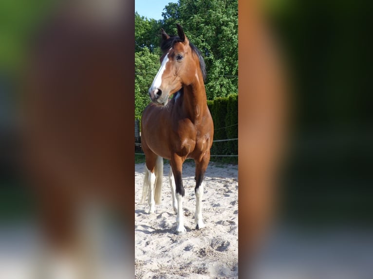Lewitzer Stute 18 Jahre 140 cm Schecke in Erkelenz