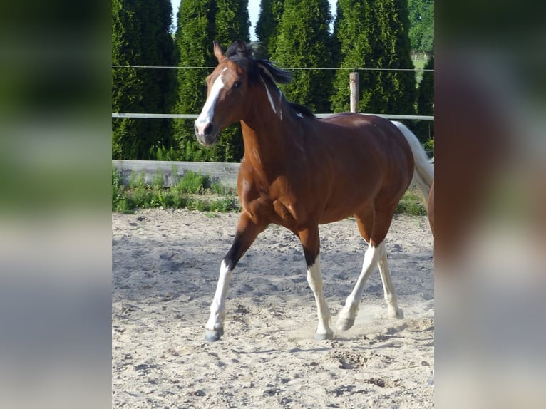 Lewitzer Stute 18 Jahre 140 cm Schecke in Erkelenz