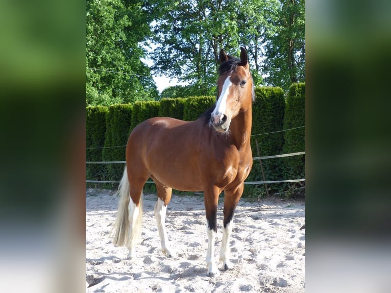 Lewitzer Stute 18 Jahre 140 cm Schecke in Erkelenz