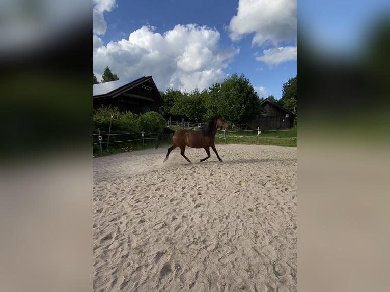 Lewitzer Stute 18 Jahre 148 cm in M&#xFC;nchen