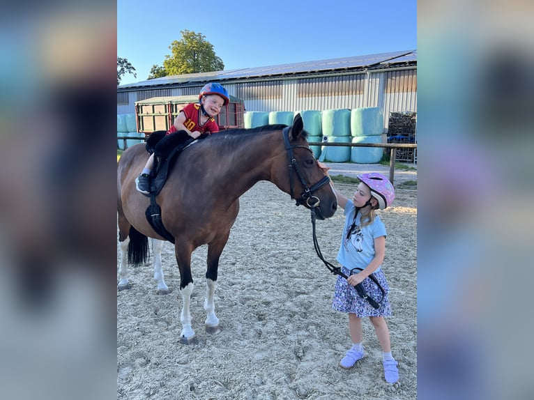 Lewitzer Stute 18 Jahre 148 cm Tobiano-alle-Farben in Bochum