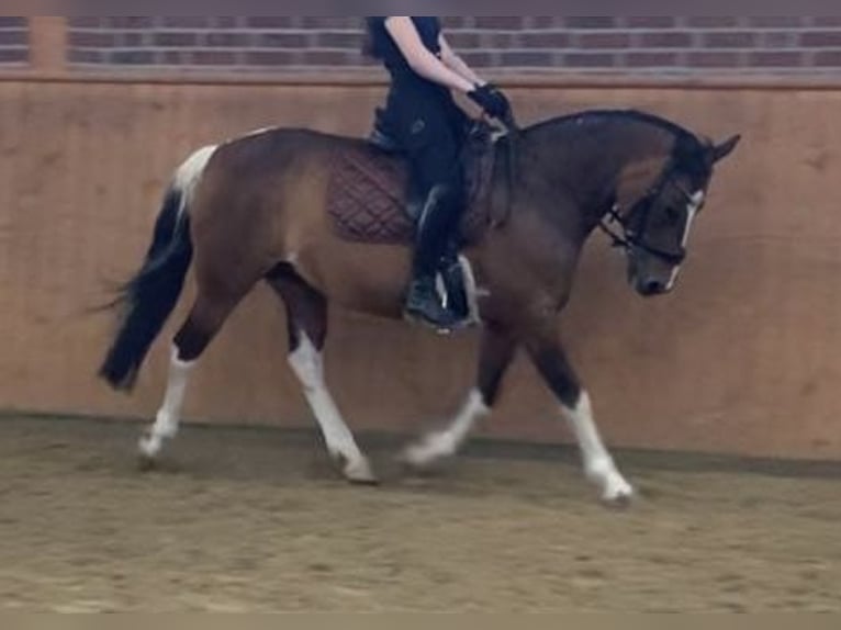 Lewitzer Stute 18 Jahre 148 cm Tobiano-alle-Farben in Bochum