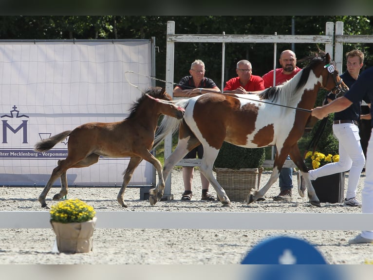 Lewitzer Stute 1 Jahr Brauner in Ludwigslust