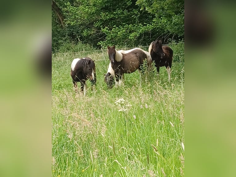 Lewitzer Stute 1 Jahr Schecke in Streithausen