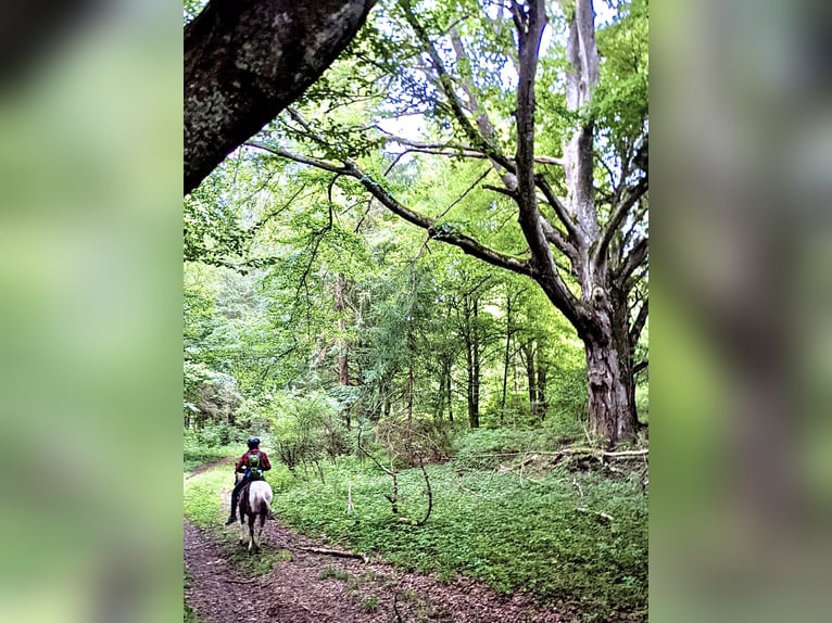 Lewitzer Stute 20 Jahre 129 cm Schecke in Bad Überkingen
