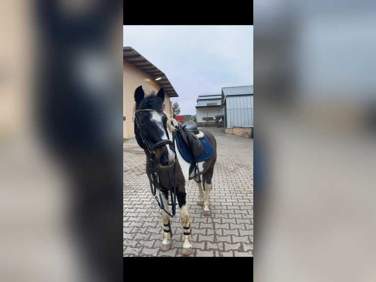 Lewitzer Stute 21 Jahre 138 cm  in Tiefenthal