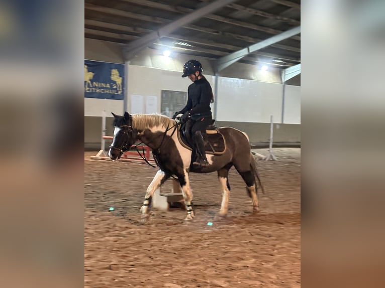 Lewitzer Stute 21 Jahre 138 cm  in Tiefenthal