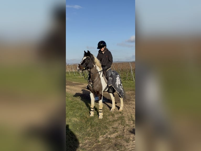 Lewitzer Stute 21 Jahre 138 cm  in Tiefenthal