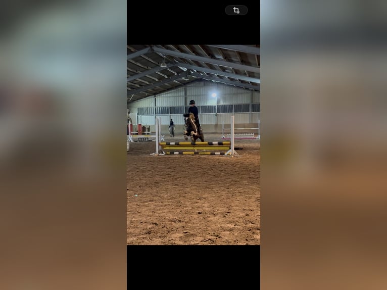 Lewitzer Stute 21 Jahre 138 cm  in Tiefenthal