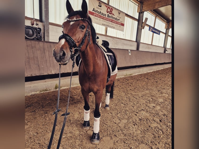 Lewitzer Stute 21 Jahre 146 cm Brauner in Essen
