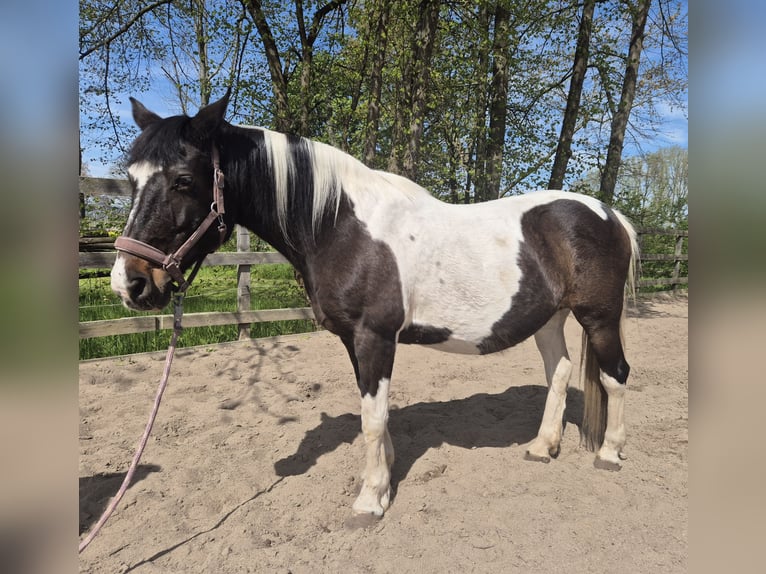 Lewitzer Mix Stute 21 Jahre 150 cm Schecke in Monstab