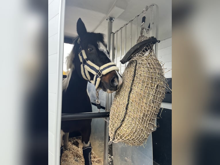 Lewitzer Stute 23 Jahre 136 cm Schecke in Pfaffen Schwabenheim