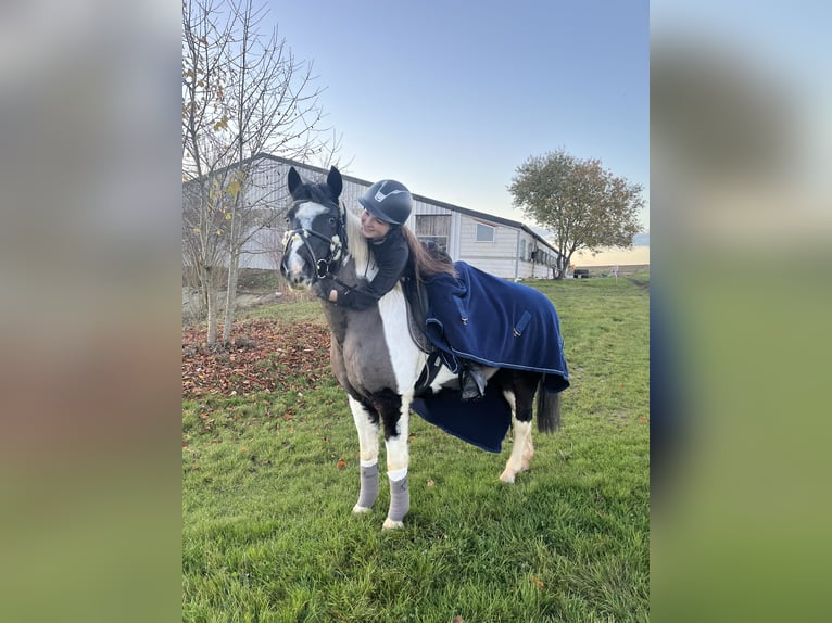 Lewitzer Stute 23 Jahre 136 cm Schecke in Pfaffen Schwabenheim