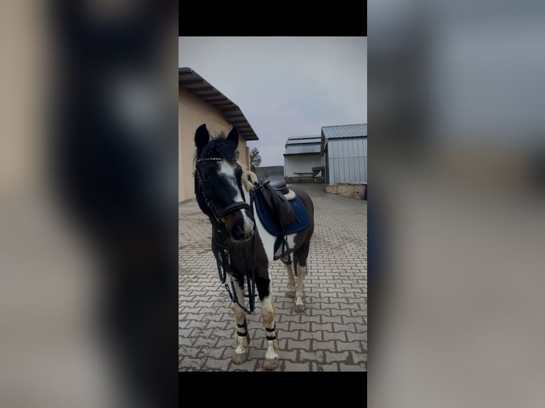 Lewitzer Stute 23 Jahre 136 cm Schecke in Pfaffen Schwabenheim