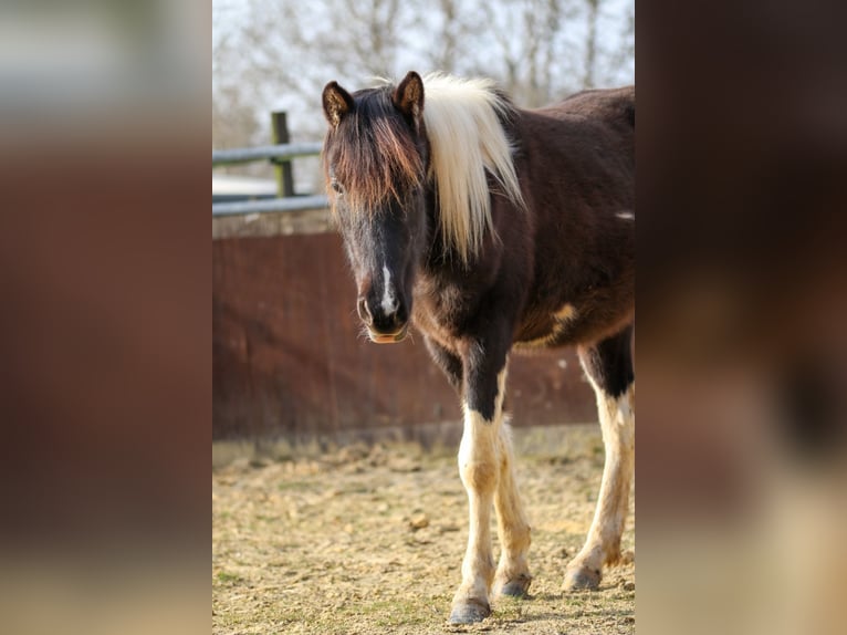 Lewitzer Stute 2 Jahre Schecke in Luckenbach