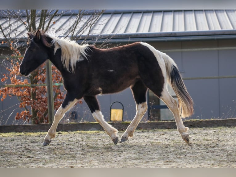 Lewitzer Stute 2 Jahre Schecke in Luckenbach