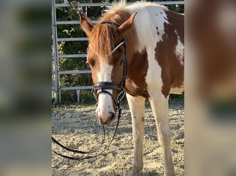Lewitzer Stute 3 Jahre 147 cm Schecke in Grevenbroich