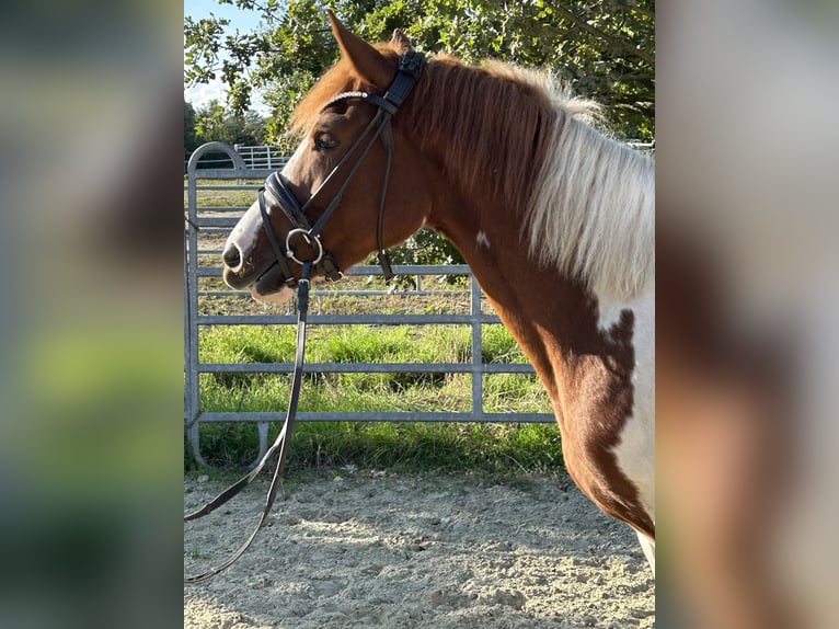 Lewitzer Stute 3 Jahre 147 cm Schecke in Grevenbroich