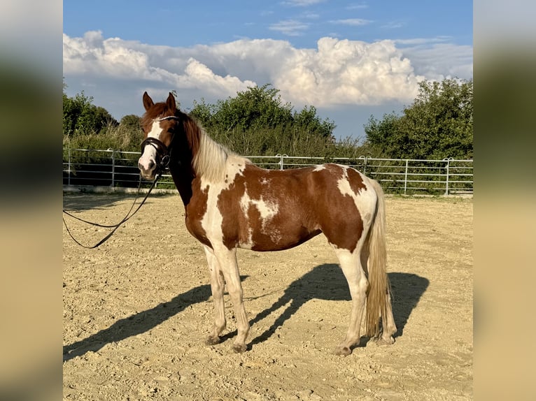Lewitzer Stute 3 Jahre 147 cm Schecke in Grevenbroich