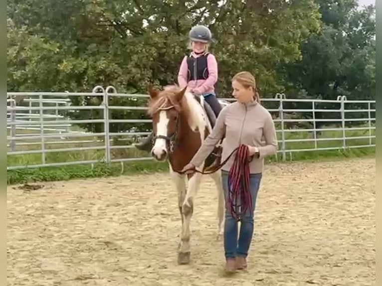 Lewitzer Stute 3 Jahre 147 cm Schecke in Grevenbroich