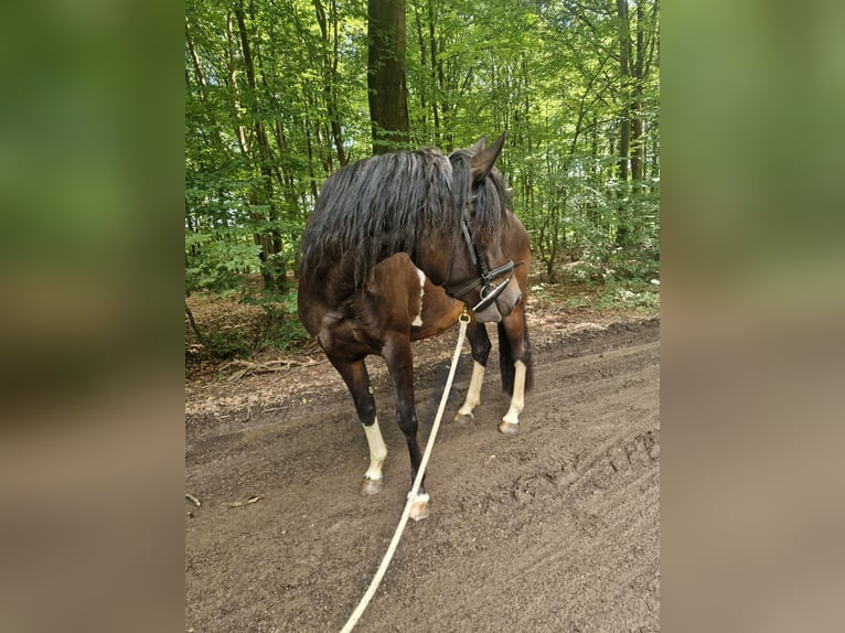 Lewitzer Mix Stute 3 Jahre 148 cm Schecke in Blankenheim